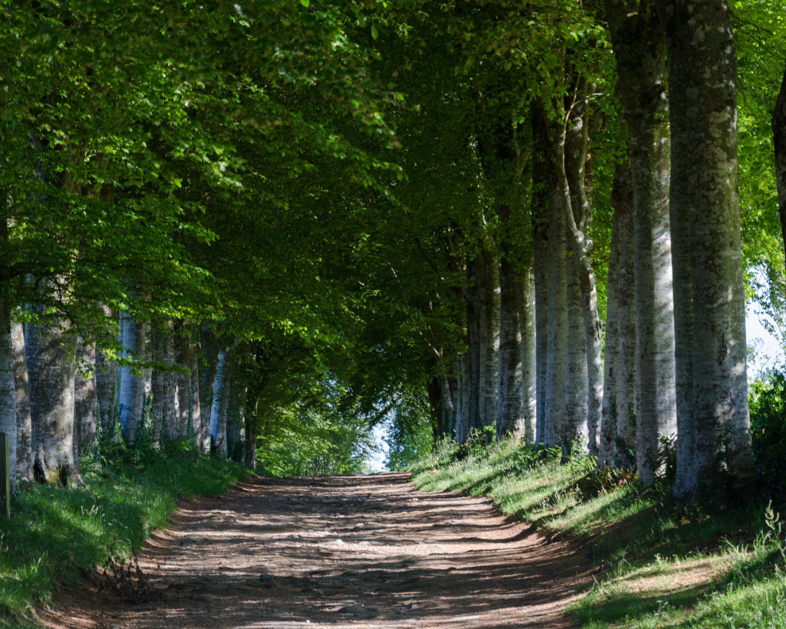 chemin dans une forêt verte