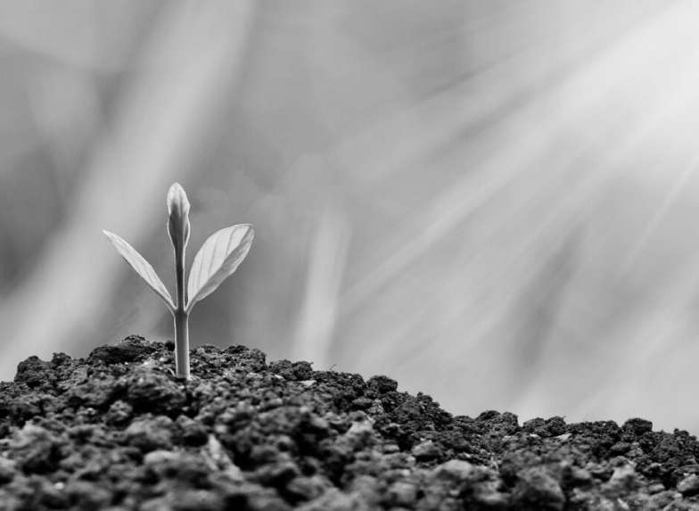 plante en train de pousser dans la terre